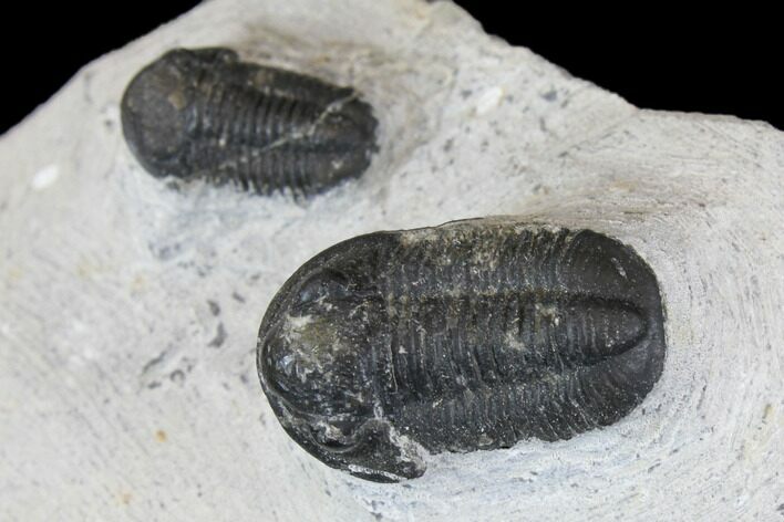 Bargain, Pair Of Gerastos Trilobite Fossils - Morocco #146284